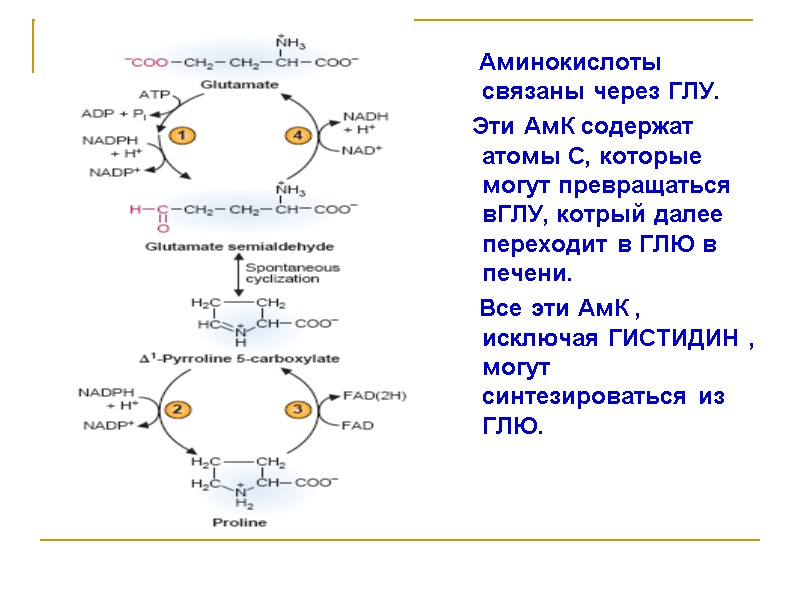 Аминокислоты связаны через ГЛУ.     Эти АмК содержат атомы С, которые